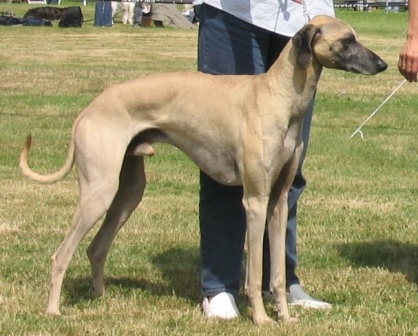 OGAR ARAB